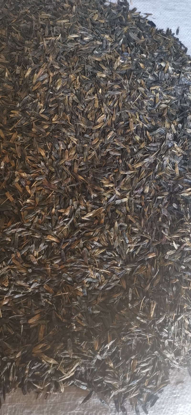 板蓝根籽板蓝根大叶小叶品种纯