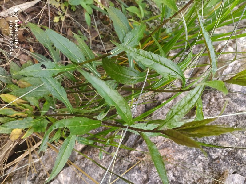 贵州古夜郎大山野生药材一枝黄花全草入药下单现采