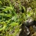 贵州古夜郎大山野生药材一枝黄花全草入药下单现采