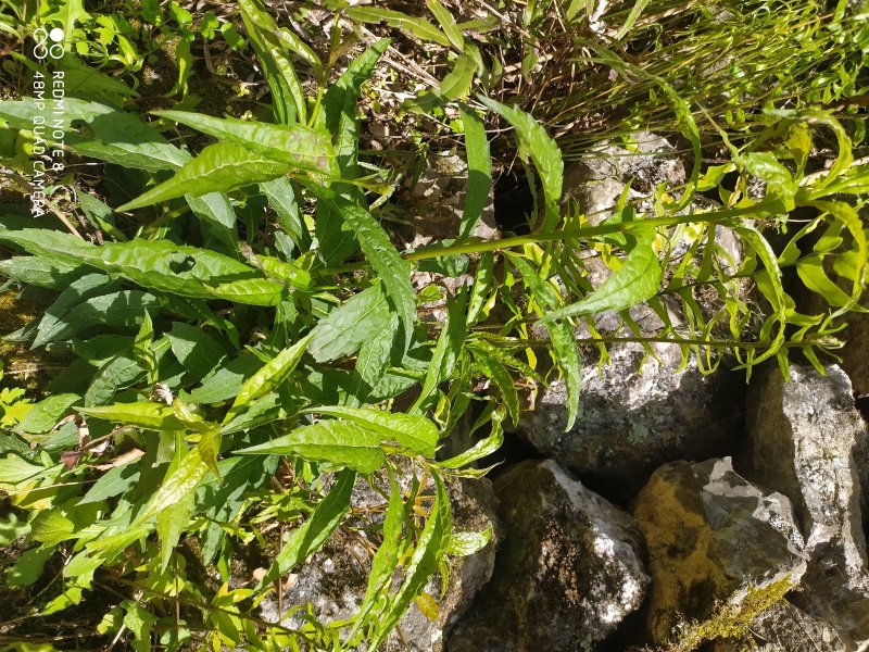 贵州古夜郎大山野生药材一枝黄花全草入药下单现采