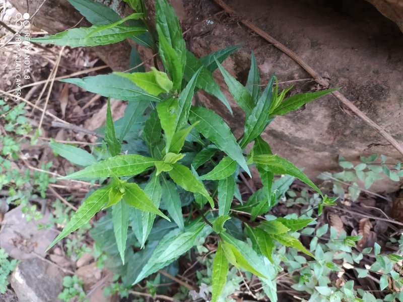 贵州古夜郎大山野生药材一枝黄花全草入药下单现采