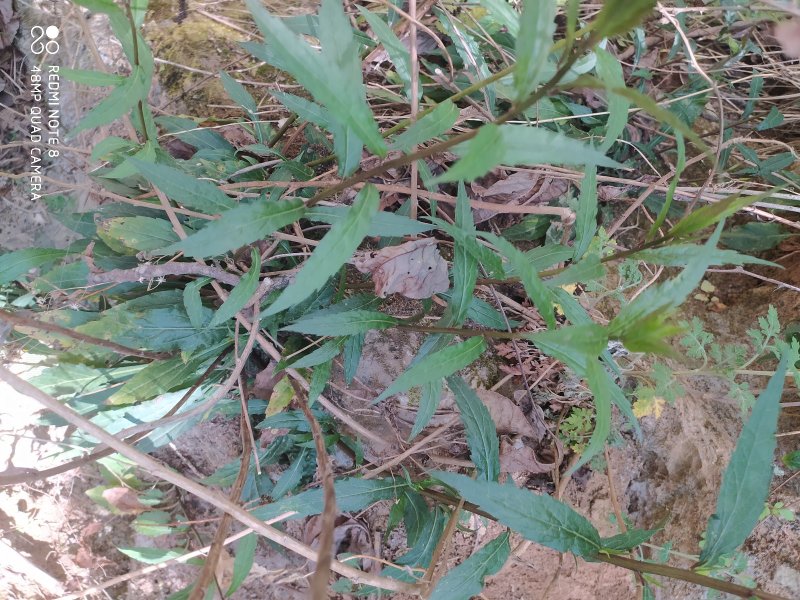 贵州古夜郎大山野生药材一枝黄花全草入药下单现采