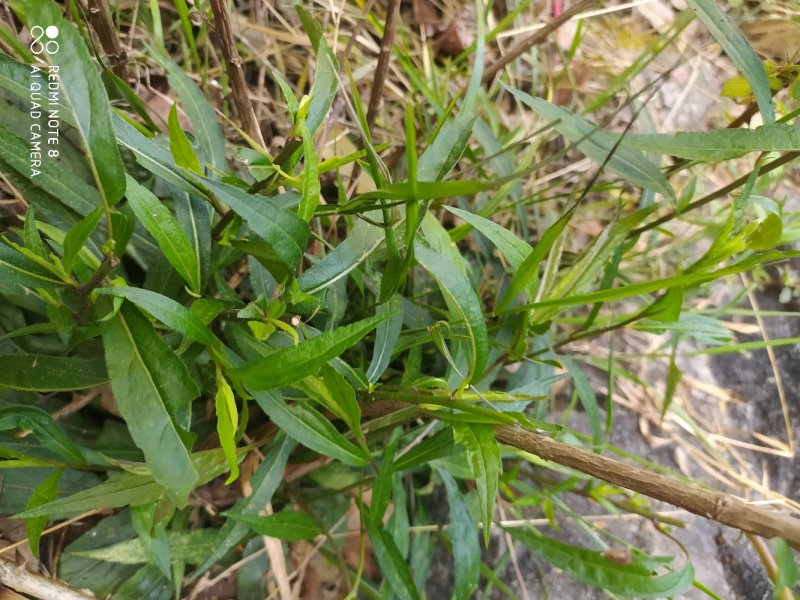 贵州古夜郎大山野生药材一枝黄花全草入药下单现采