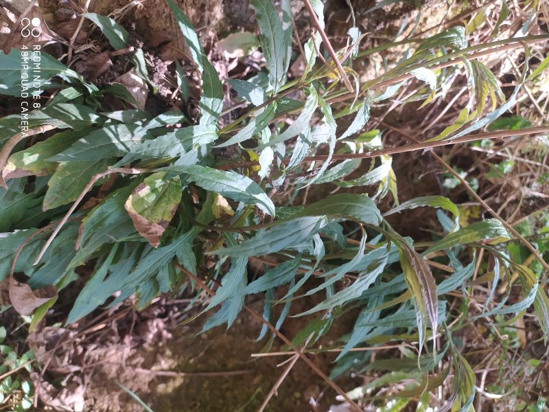 贵州古夜郎大山野生药材一枝黄花全草入药下单现采