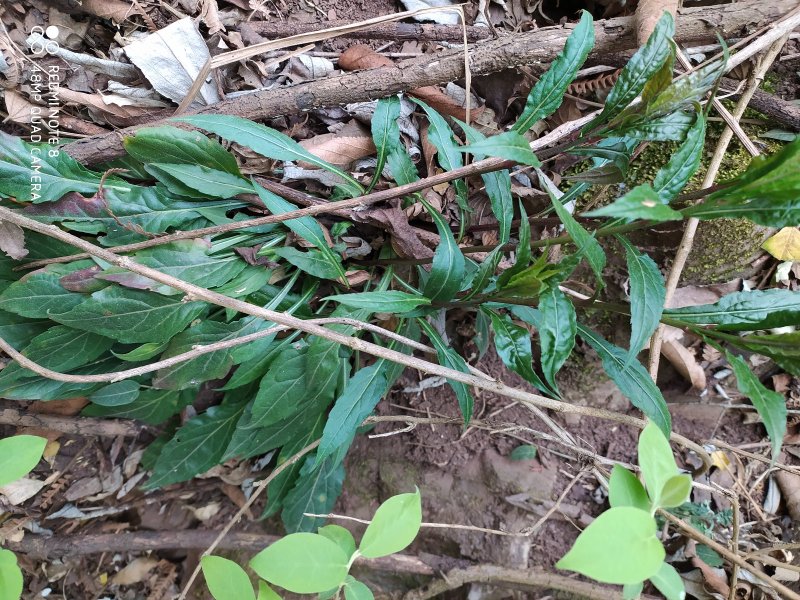 贵州古夜郎大山野生药材一枝黄花全草入药下单现采