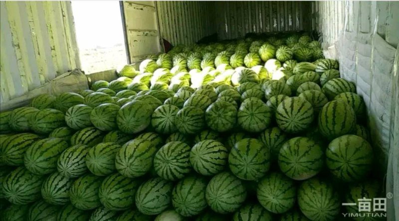 新疆西瓜代办新疆西瓜吐鲁番昌吉金城5号安农二号