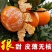 砂糖橘树苗丰产丰收皮薄无籽早熟砂糖橘杯苗