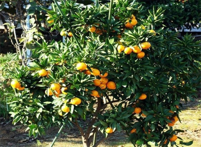 砂糖橘树苗丰产丰收皮薄无籽早熟砂糖橘杯苗