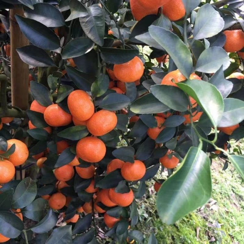 砂糖橘树苗丰产丰收皮薄无籽早熟砂糖橘杯苗
