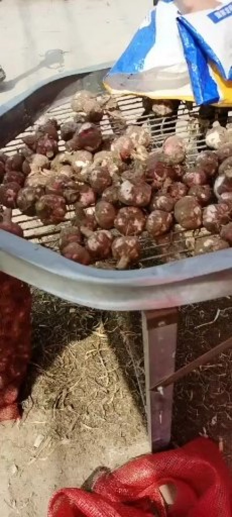 开封大蒜精品紫皮蒜大量上市，质量保证欢迎咨询
