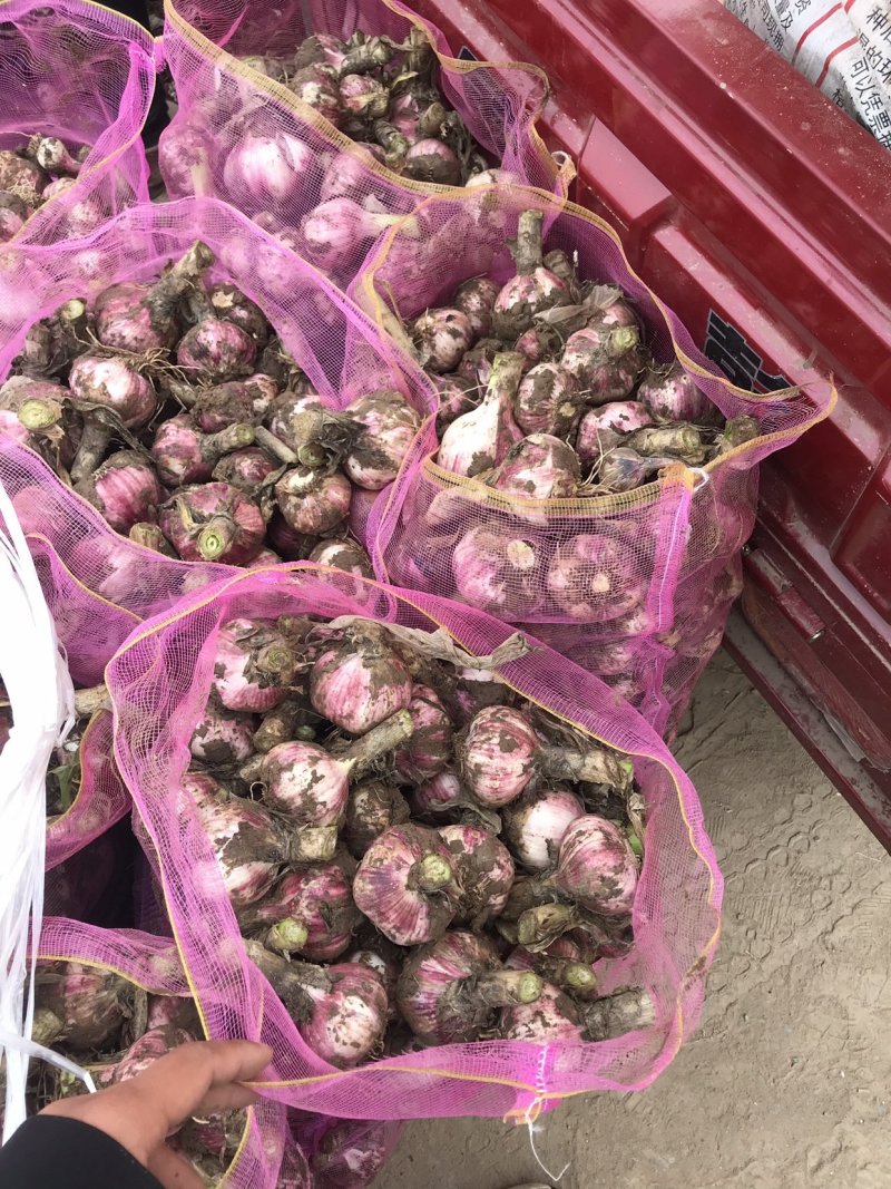 开封大蒜精品紫皮蒜大量上市，质量保证欢迎咨询