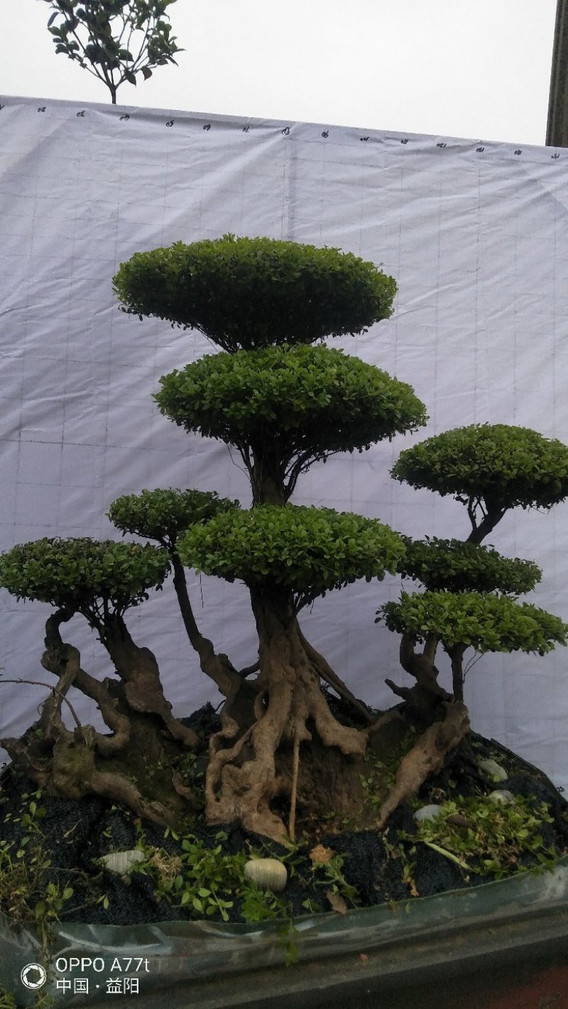 三叶轮生红芽细叶赤楠天然舍利镂空百年老桩