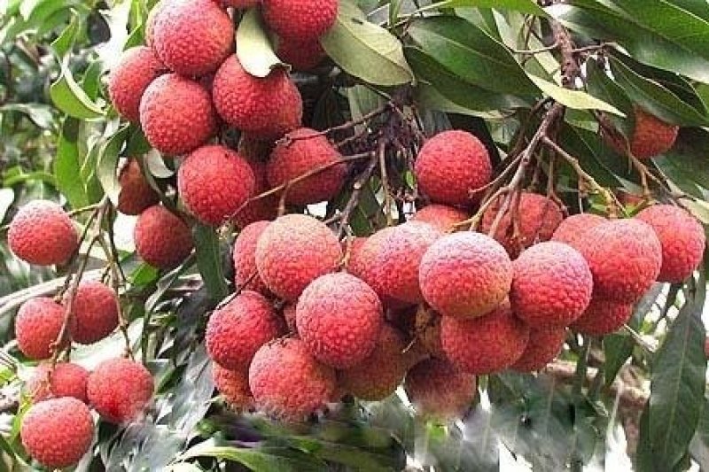 灵山荔枝