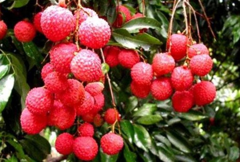 灵山荔枝