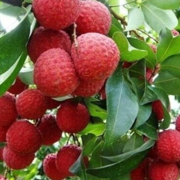 灵山荔枝