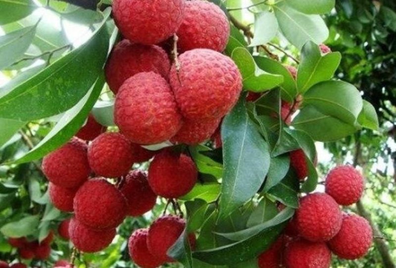 灵山荔枝