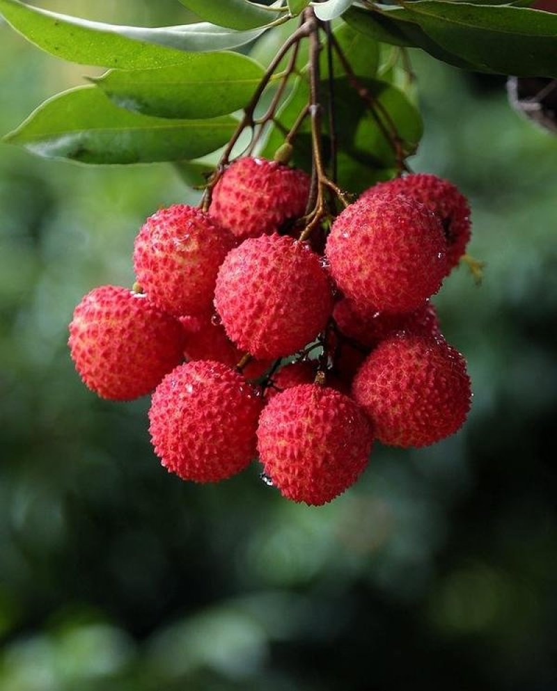 灵山荔枝