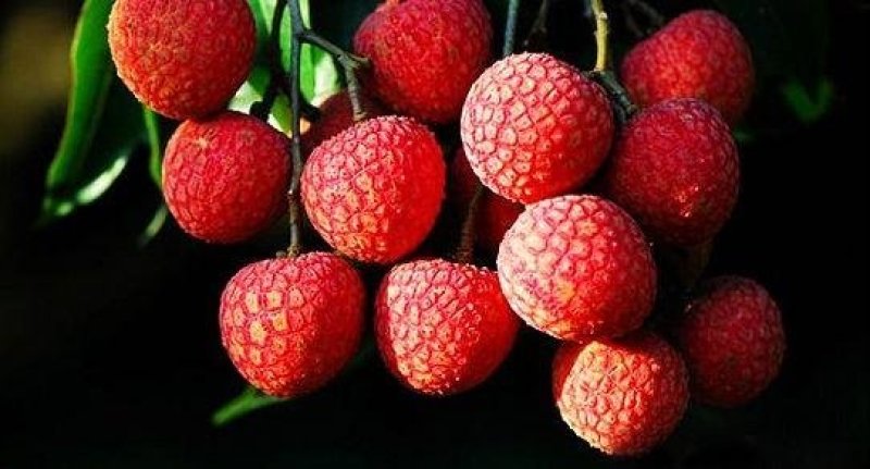 灵山荔枝