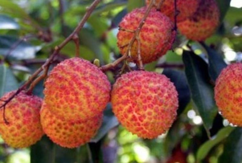 灵山荔枝