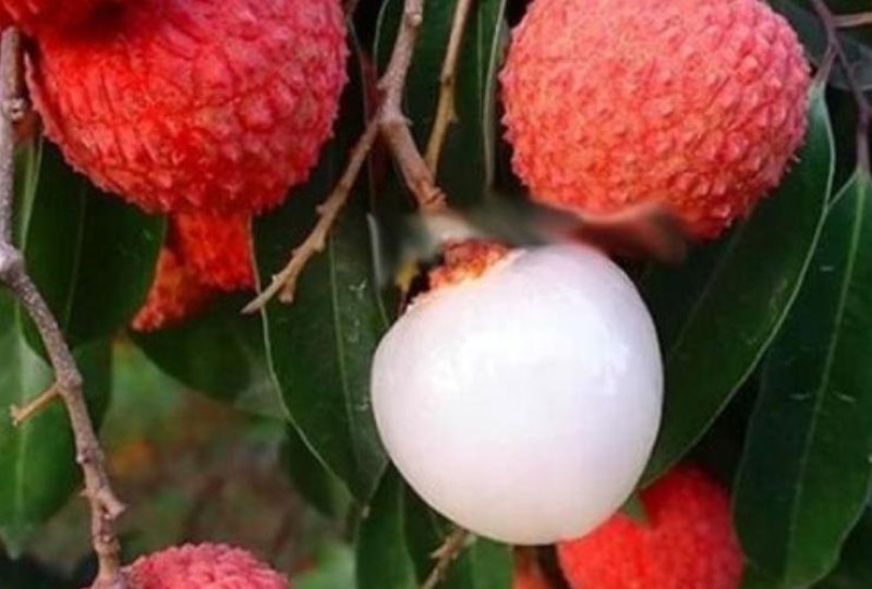 灵山荔枝