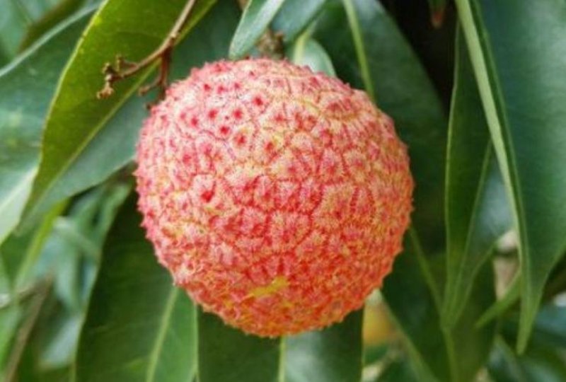灵山荔枝