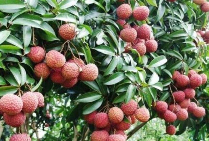 灵山荔枝