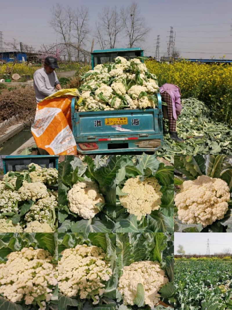 白面青梗松花菜，产地直供，货优价廉，颜色白