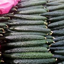鲜花密刺黄瓜，产地直供，货优价廉大量出货