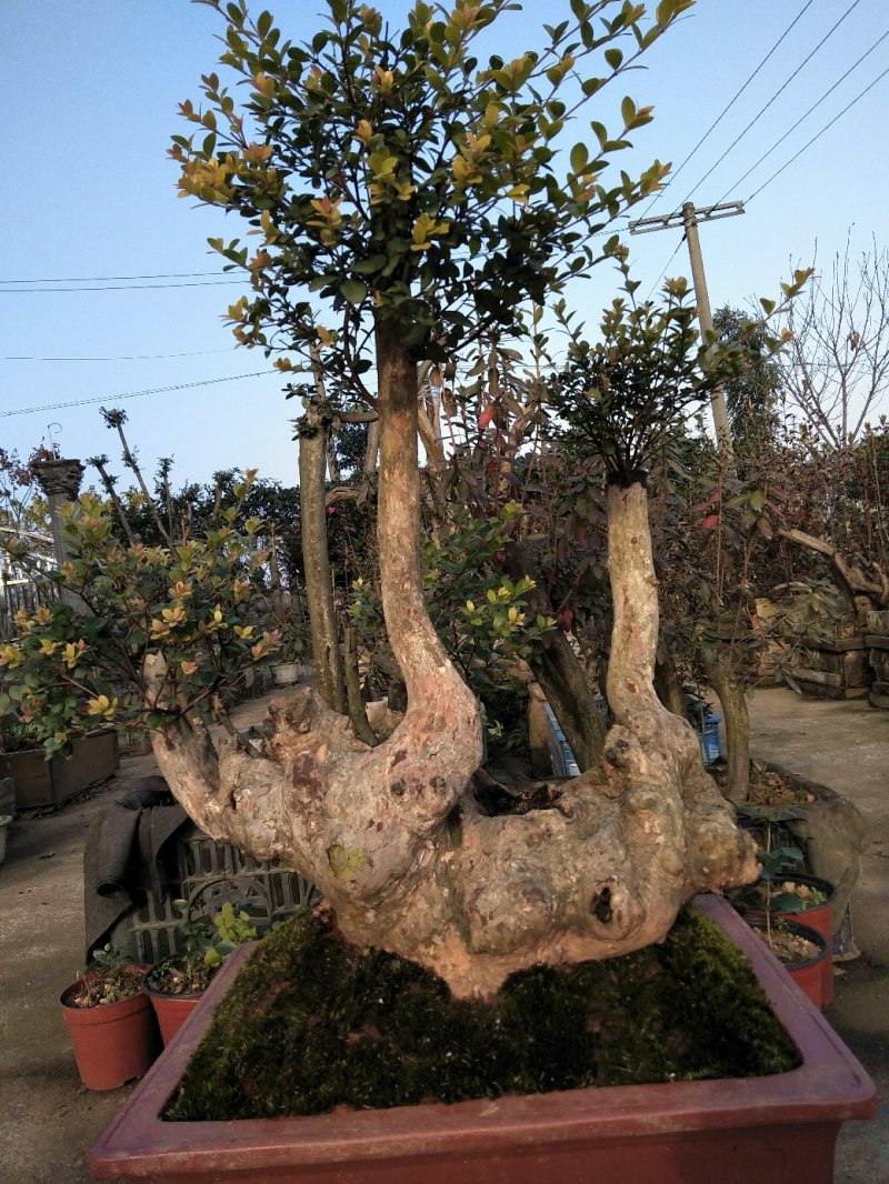 赤楠等各种精品下山桩