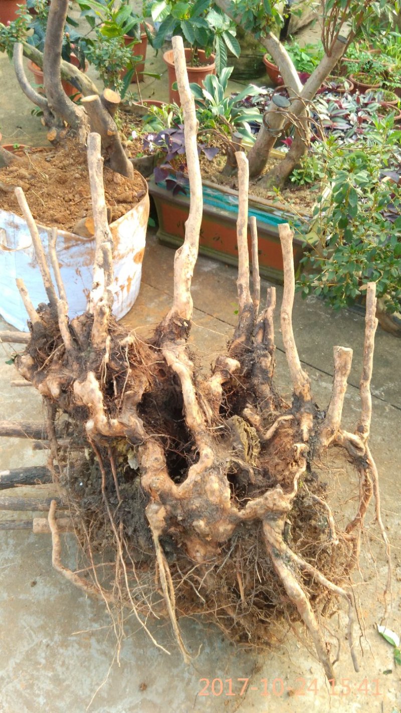 赤楠等各种精品下山桩