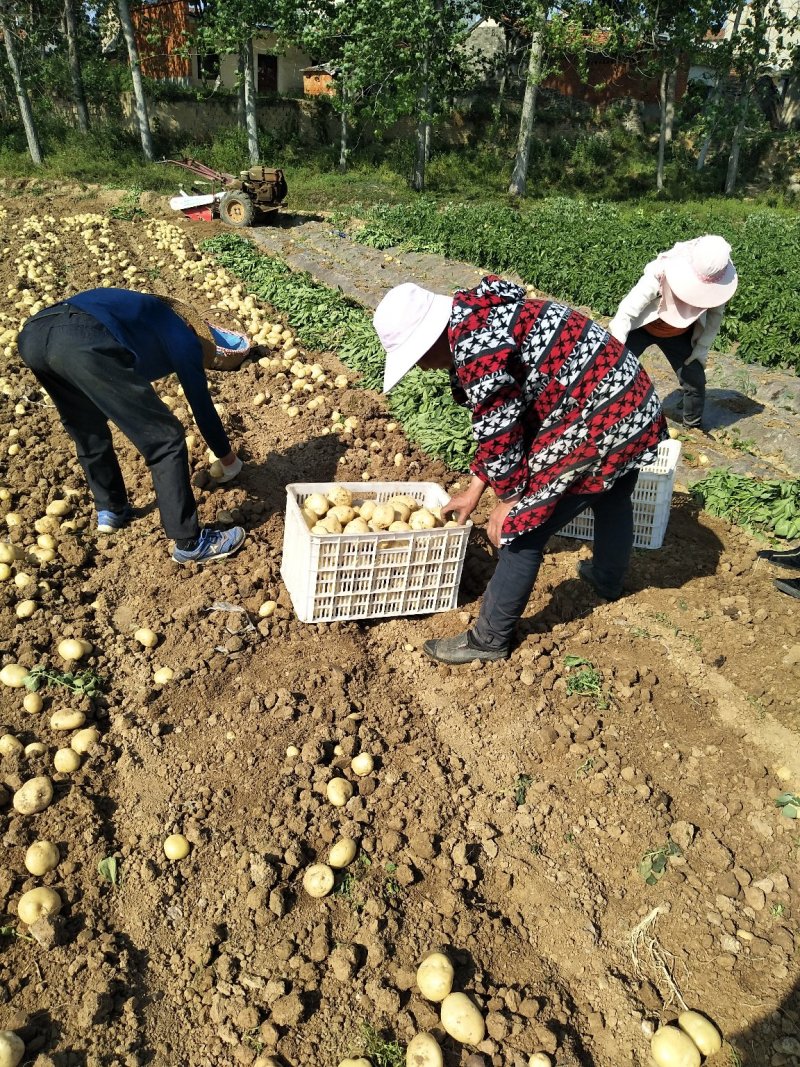 【土豆】湖北精选中薯5号大量上市产地直发！量大价优！