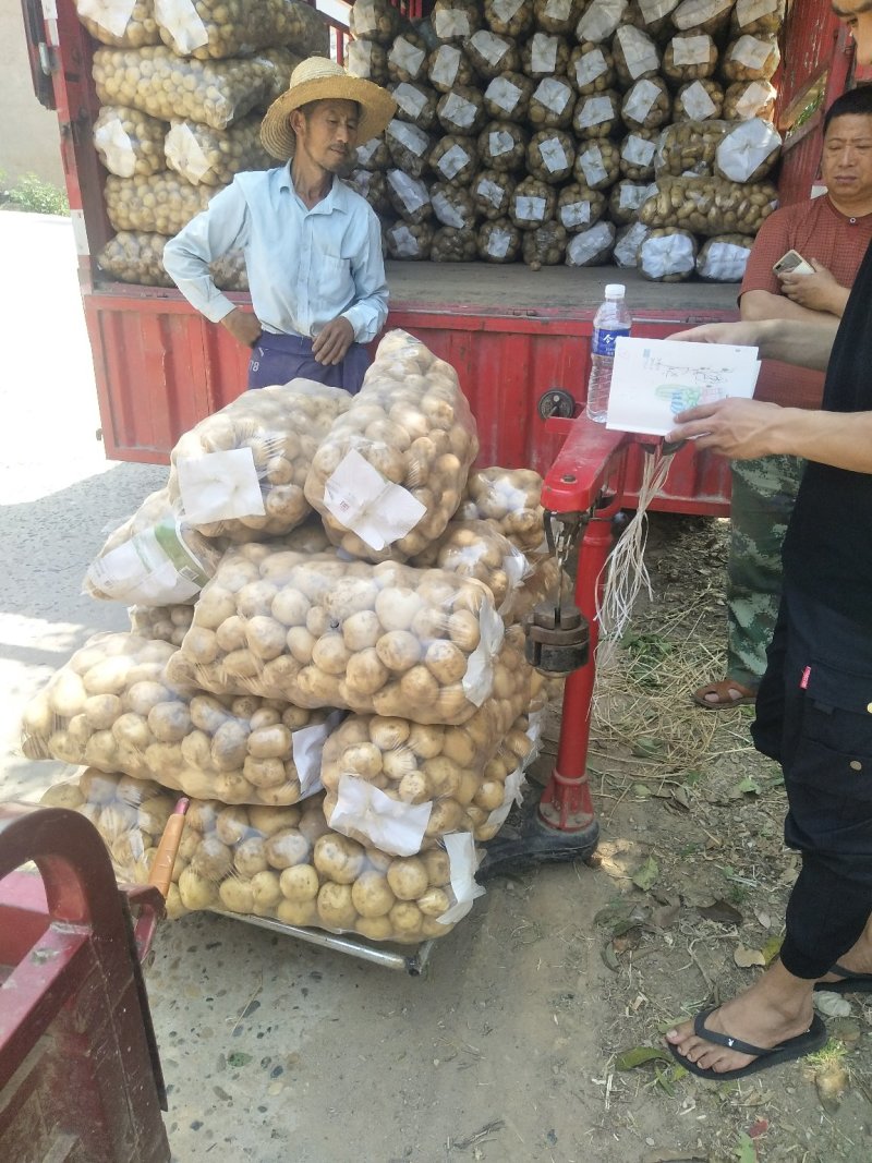 【土豆】湖北精选中薯5号大量上市产地直发！量大价优！