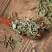 萹蓄产地直销量大从优一手货源