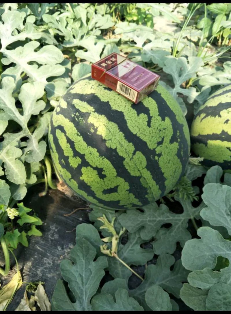 zh甜王西瓜