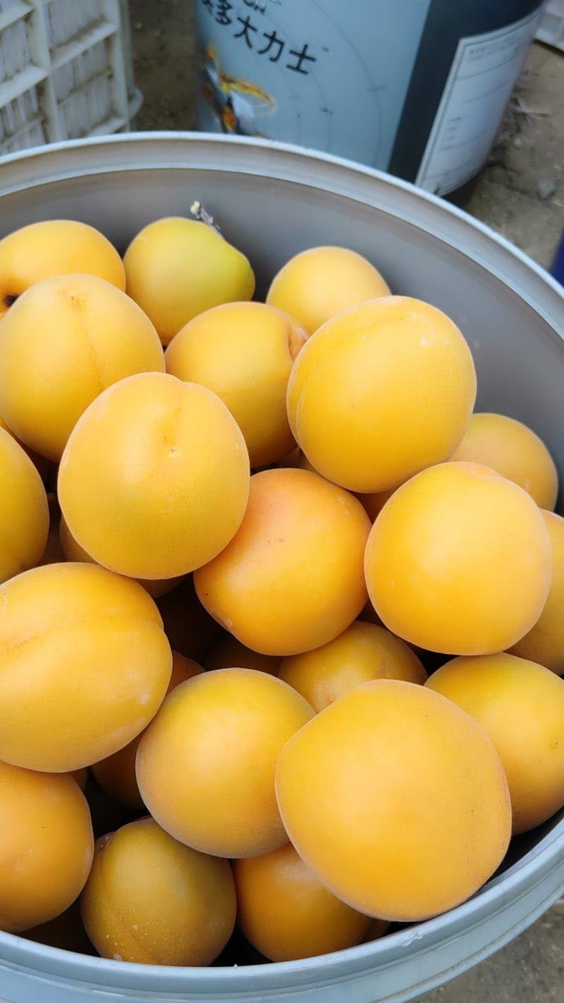 陆地金太阳杏上市，大黄杏，保质保量，口感甜颜色全黄