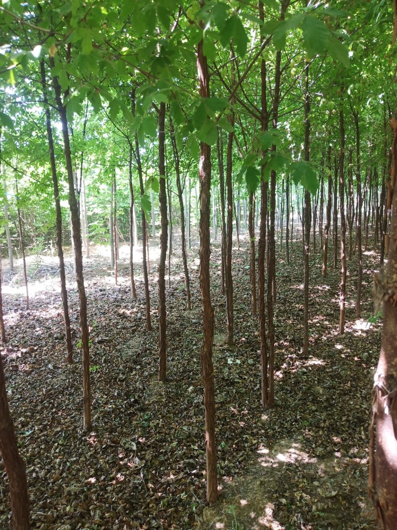 血皮戚树直冠形好货源充足