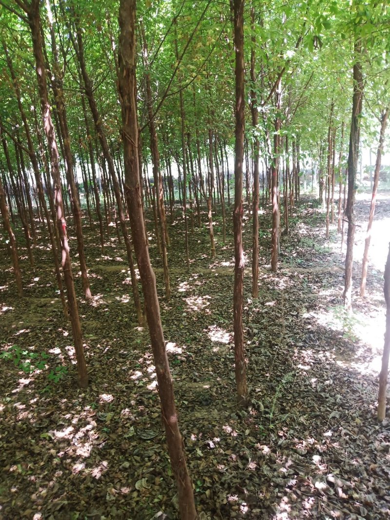 血皮戚树直冠形好货源充足