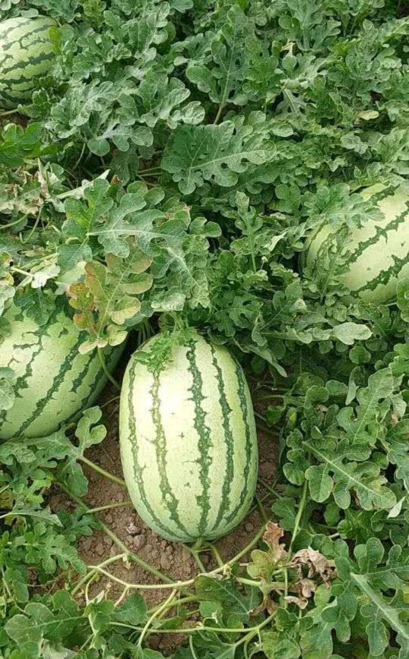 新疆西瓜代办新疆西瓜吐鲁番昌吉金城5号安农二号