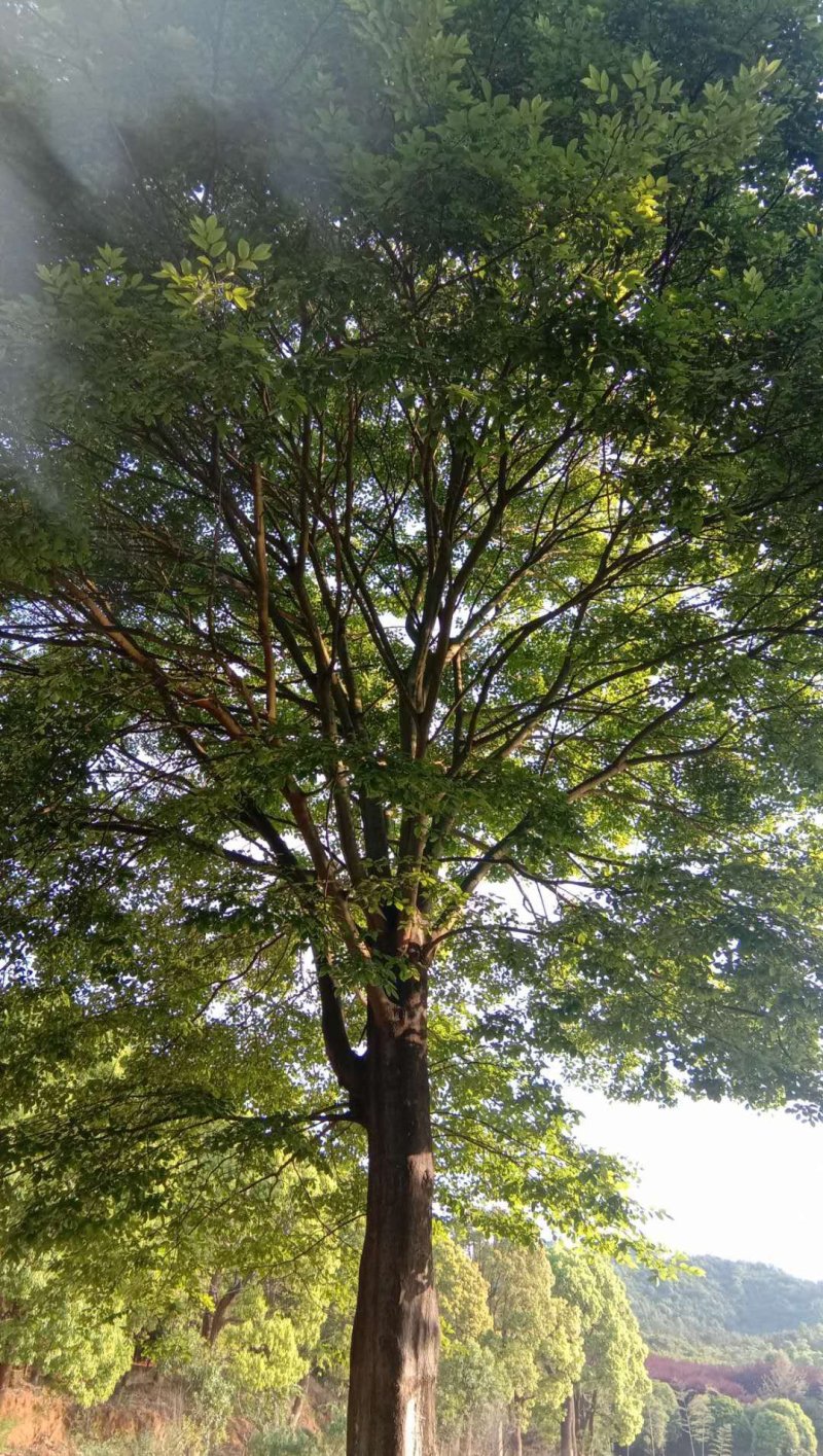 朴树，规格齐全，交通方便，价格合理，上货速度快，质量保证