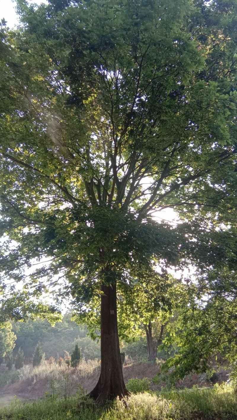 朴树，规格齐全，交通方便，价格合理，上货速度快，质量保证