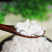 石膏中药材批发石膏量大从优