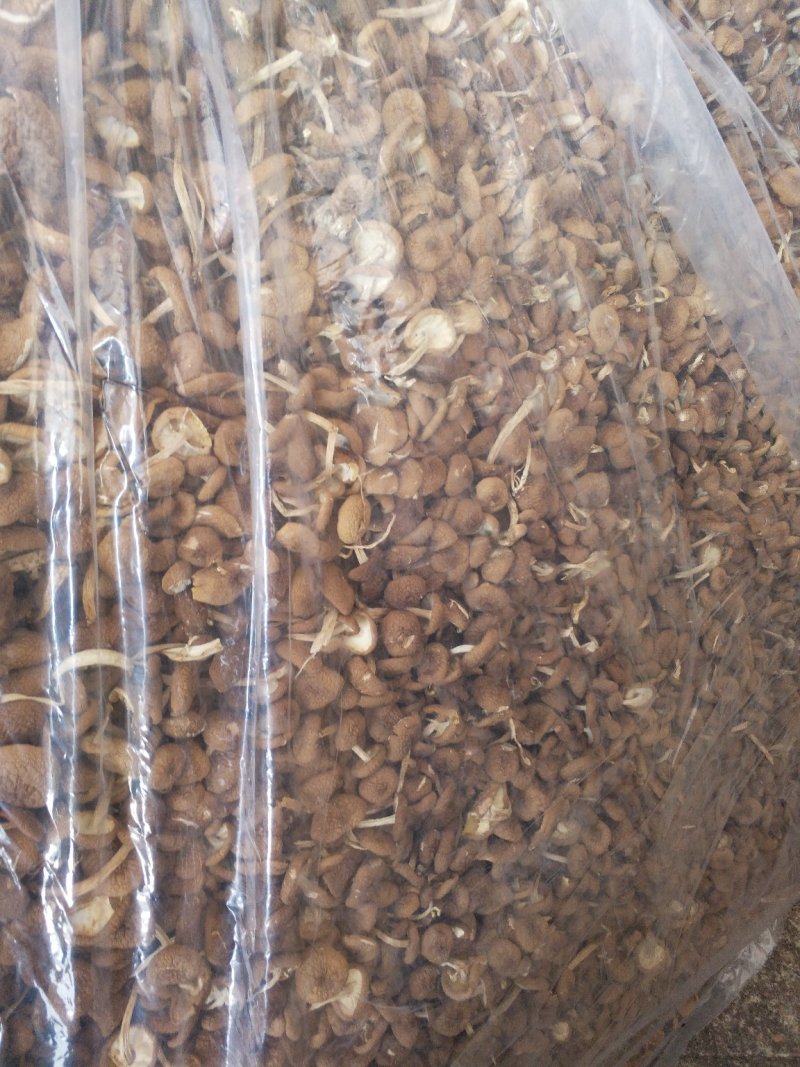 古田茶树菇，10至15cm以上，