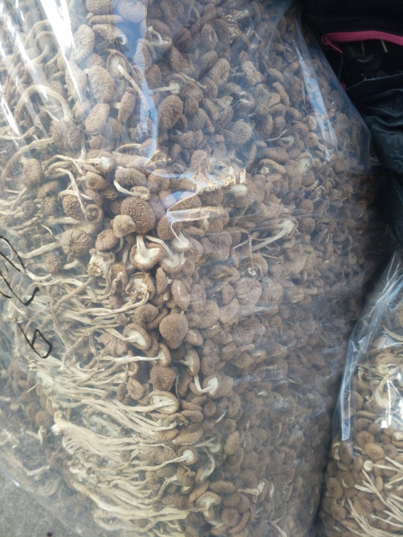 古田茶树菇，10至15cm以上，