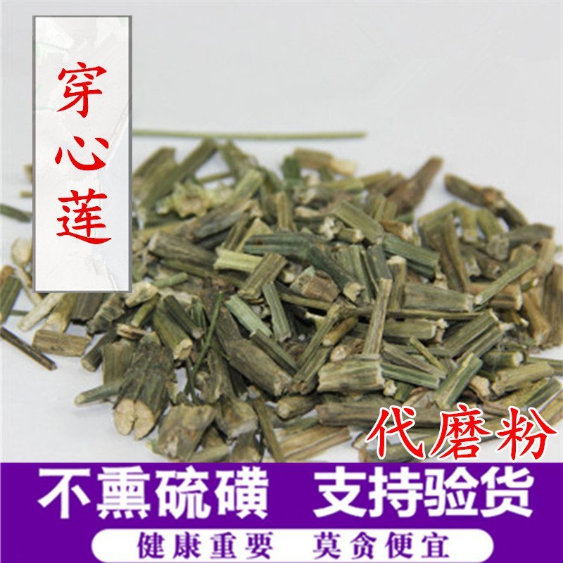 穿心莲产地直销量大从优一手货源