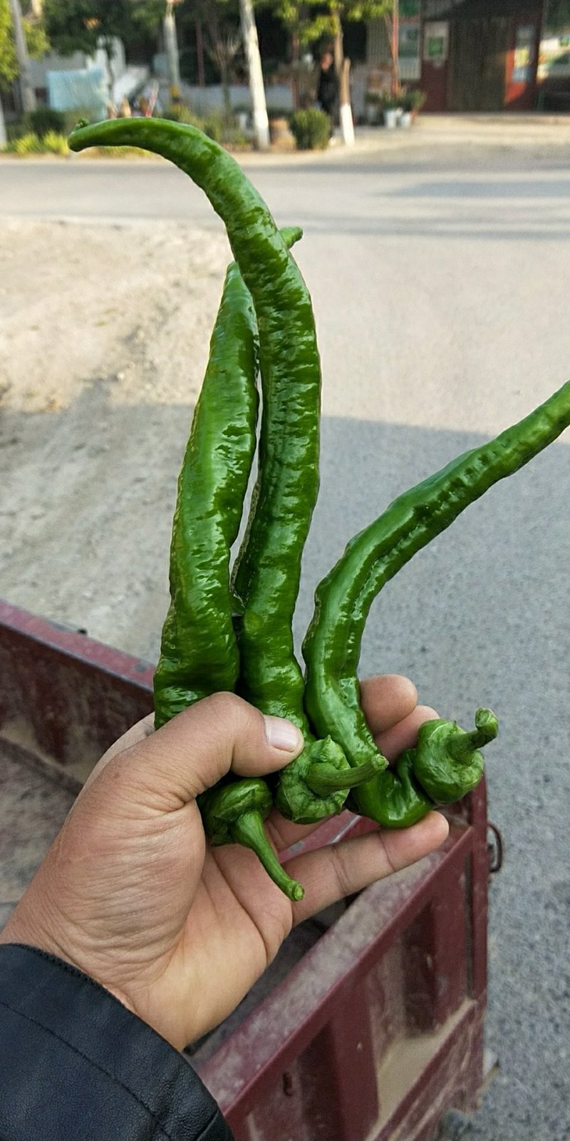 螺丝椒