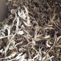 特级切根鹿茸菇，品种齐全
