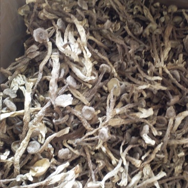 特级切根鹿茸菇，品种齐全