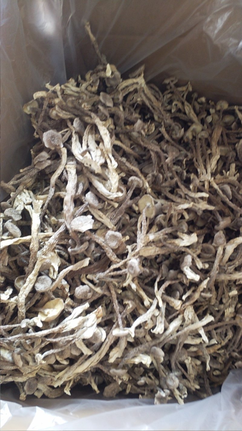 特级切根鹿茸菇，品种齐全