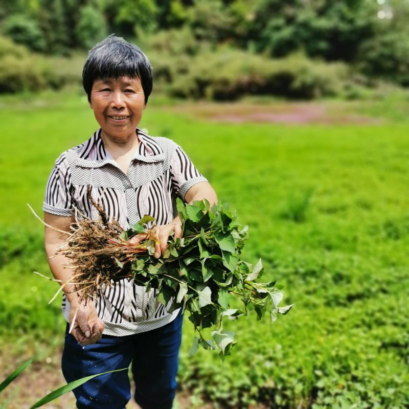 今年现货鱼腥草干货野生可切段干可粉碎晒干整棵一手货源