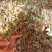 今年现货鱼腥草干货野生可切段干可粉碎晒干整棵一手货源